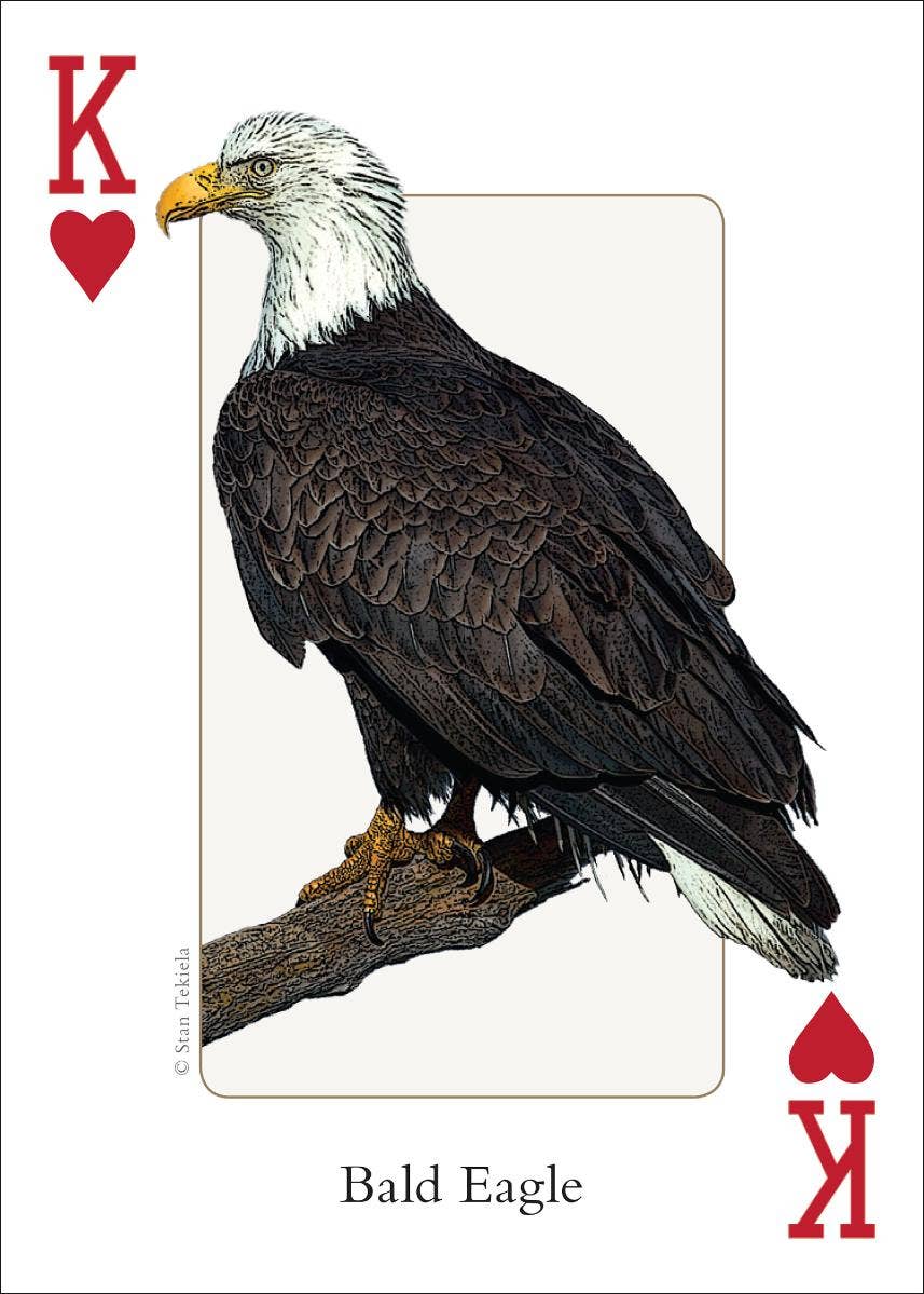 Birds of Midwest Playing Cards