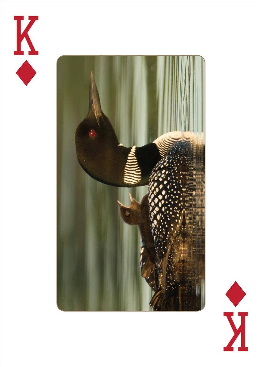 Loons Playing Cards