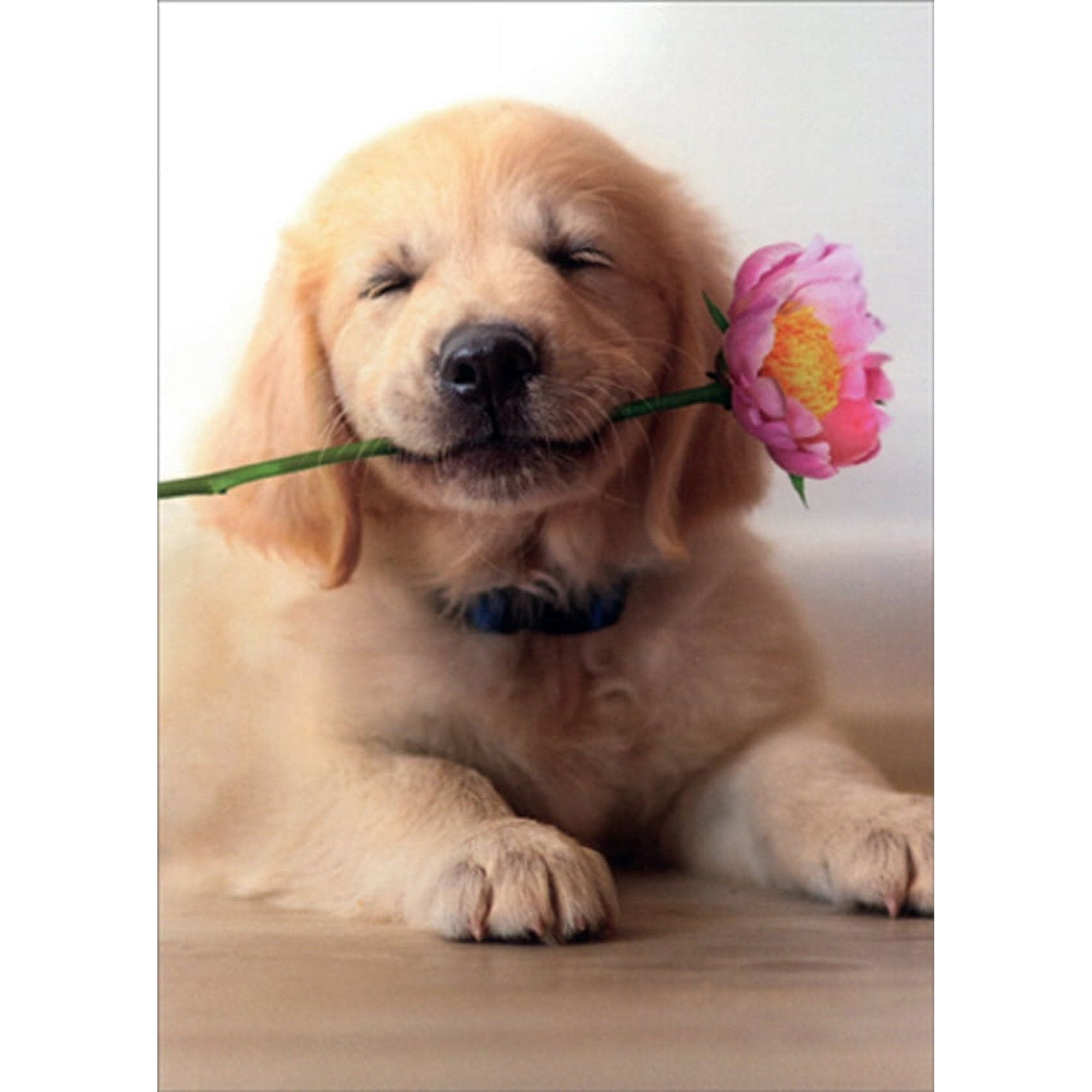Golden Puppy w/ Pink Flower Mother's Day Card