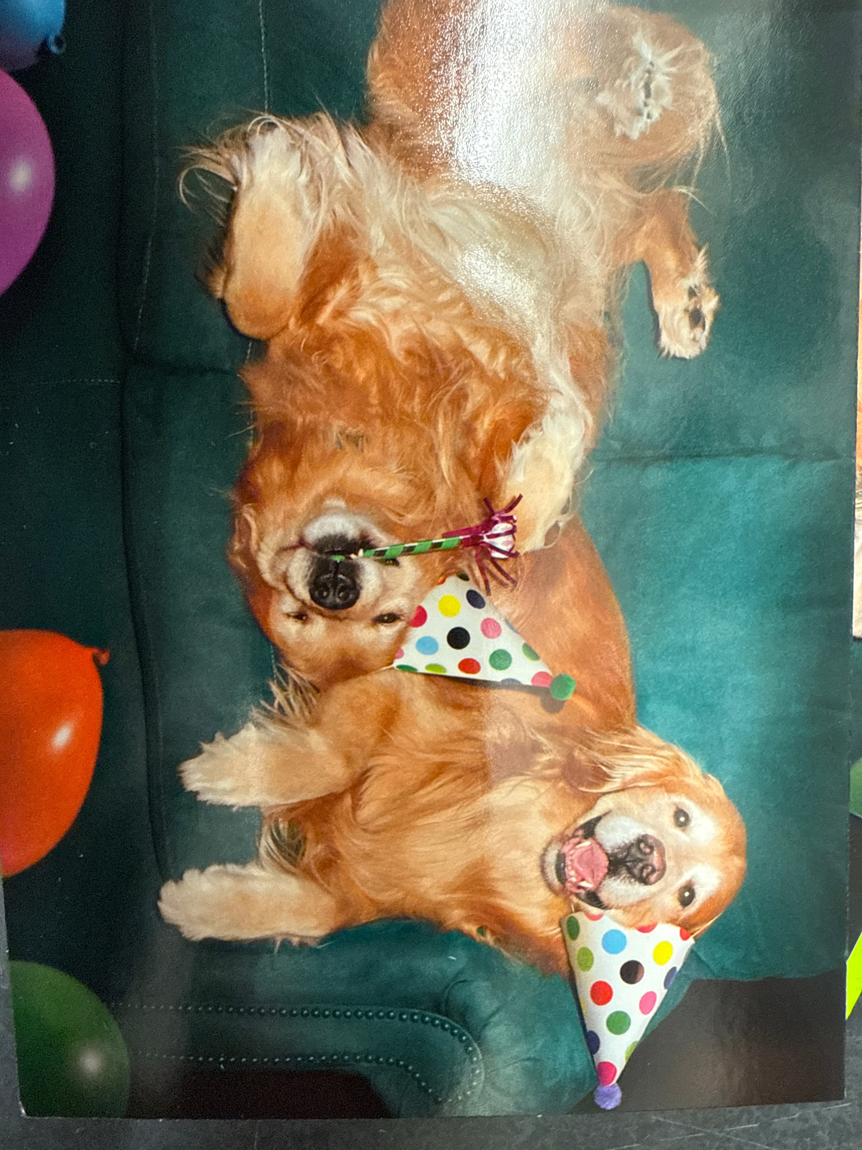 Happy Party Dogs Birthday Card