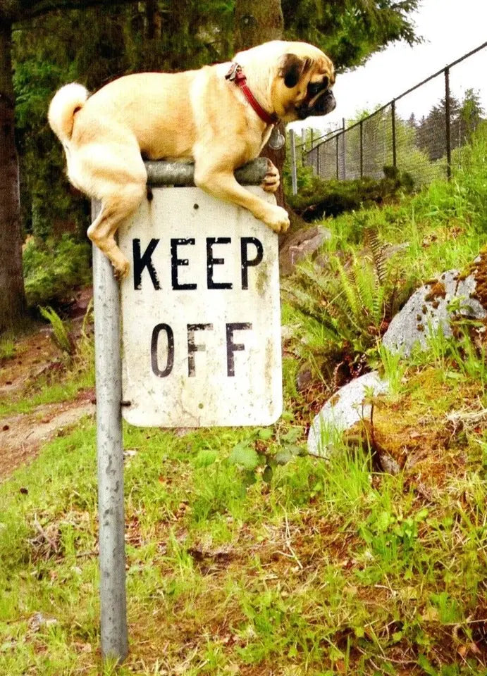 Birthday Greeting Card Pug Keep Off