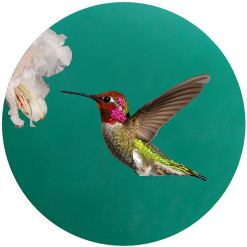 Anna's Hummingbird Jar Opener