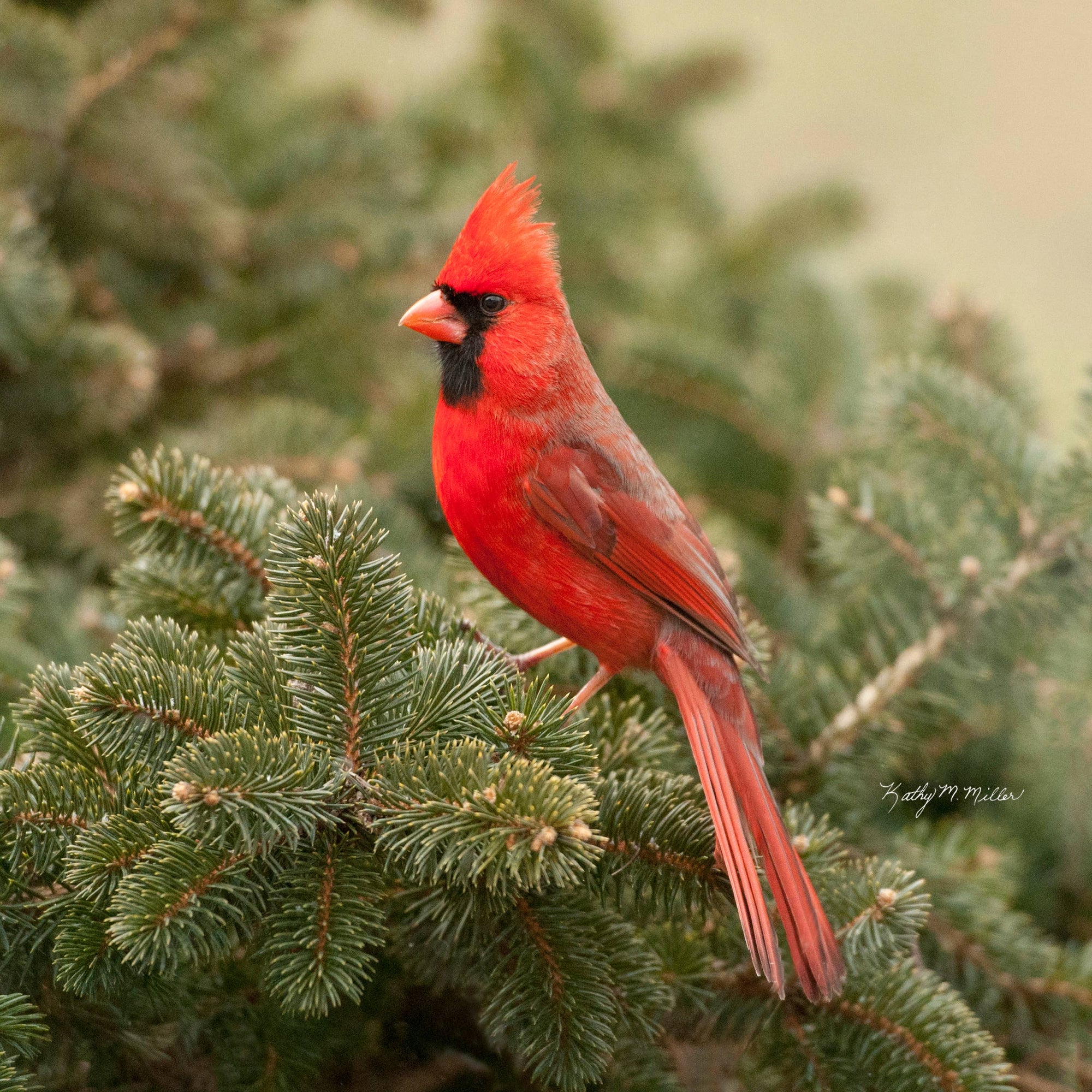 Cardinal Evergreen Jar Opener