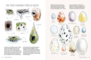 Birds in Watercolour: A Drawing & Painting Guide | Sofia Gazarian