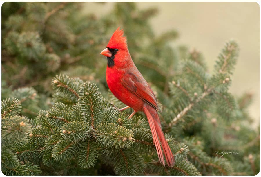 Cardinal Evergreen Jar Opener