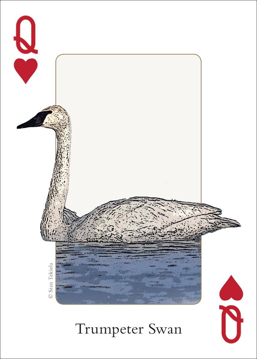 Birds of Midwest Playing Cards