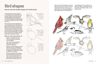 Birds in Watercolour: A Drawing & Painting Guide | Sofia Gazarian