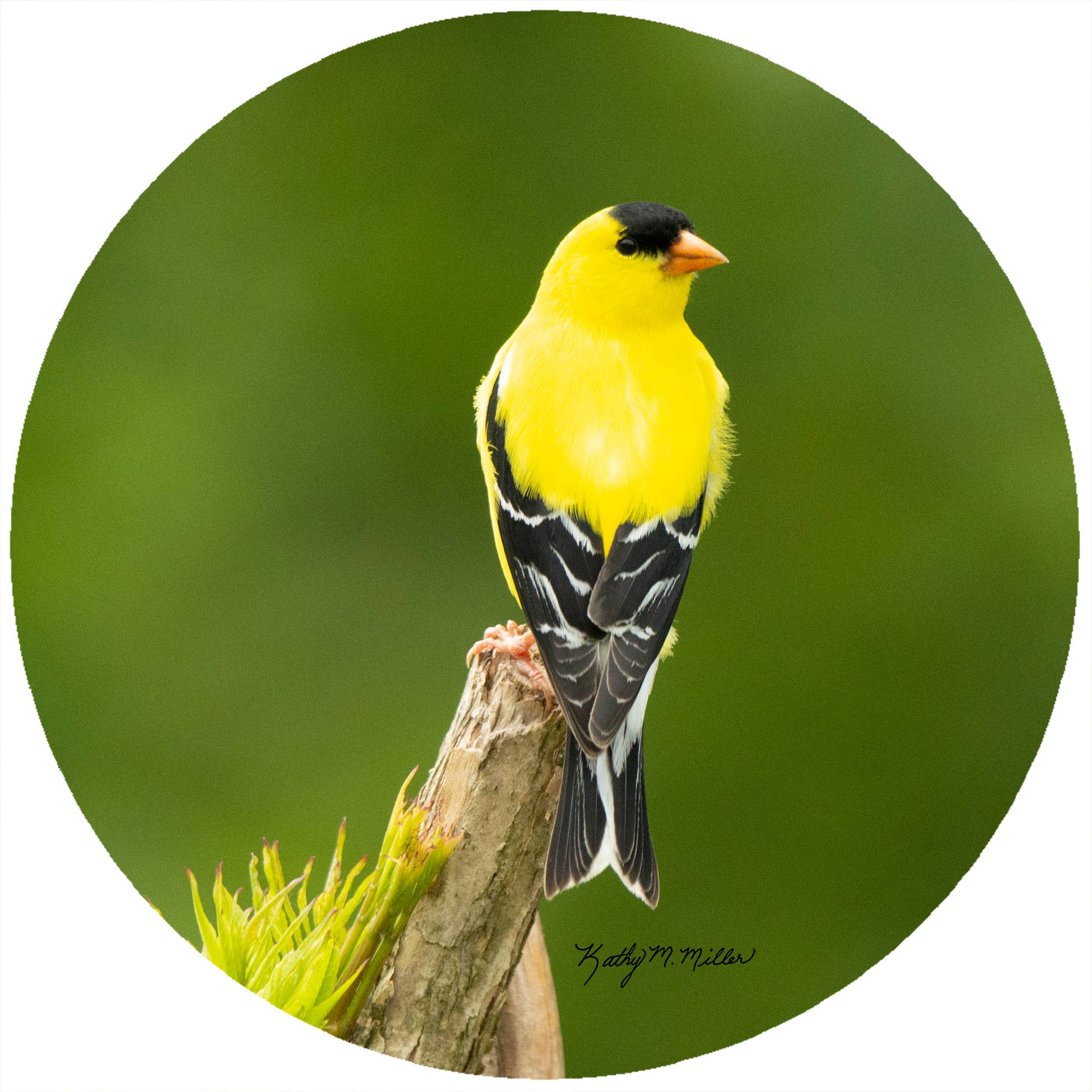 Goldfinch Branch Jar Opener