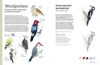 Birds in Watercolour: A Drawing & Painting Guide | Sofia Gazarian