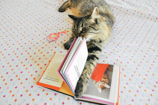 You Need More Sleep: Advice from Cats