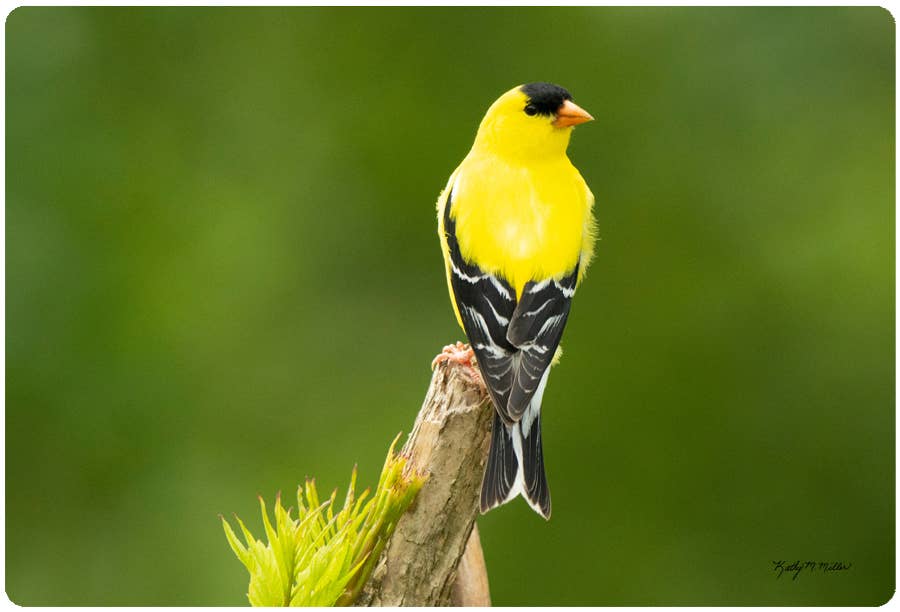 Goldfinch Branch Jar Opener