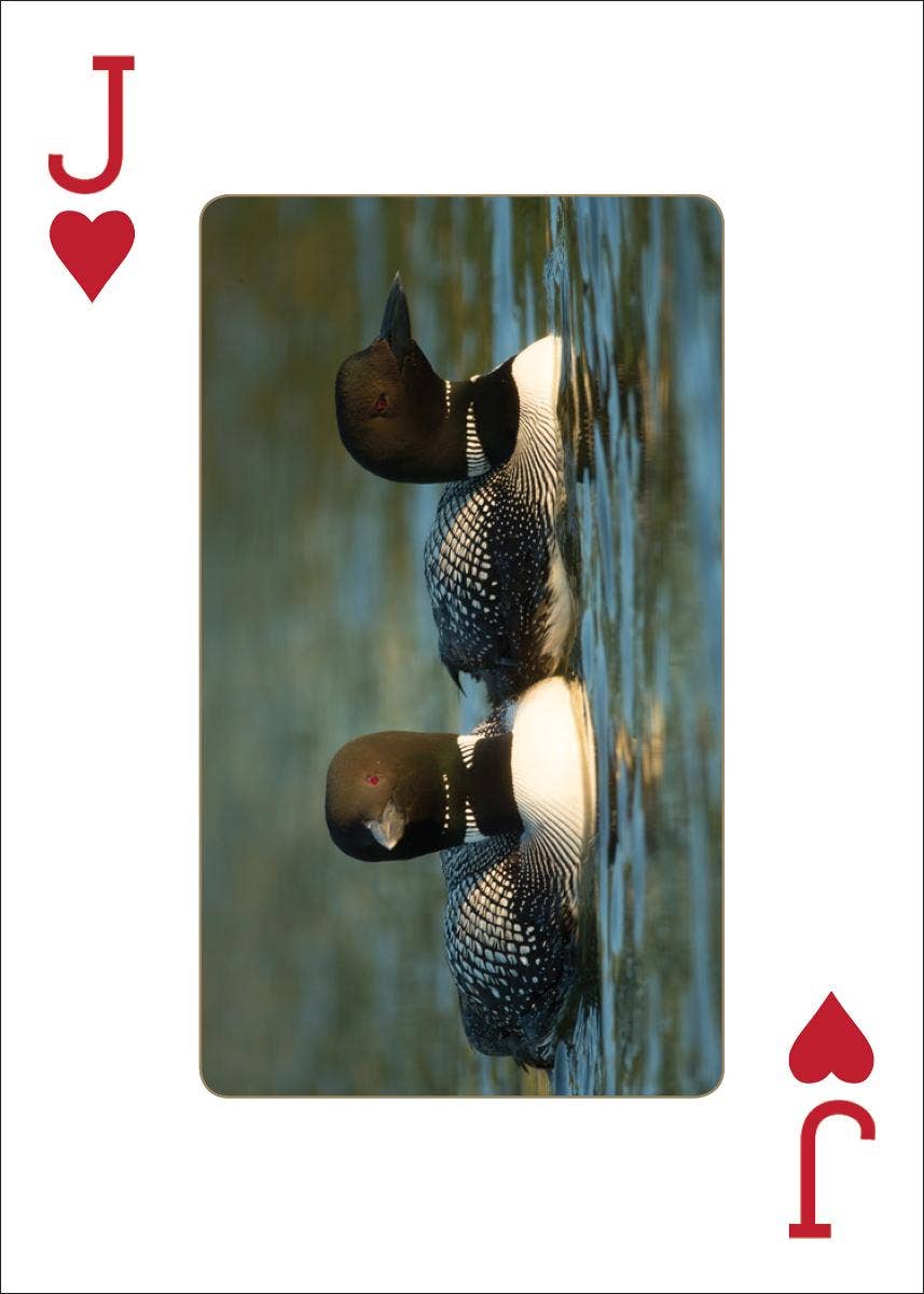 Loons Playing Cards