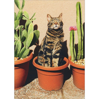Greeting Card Cactus Cat