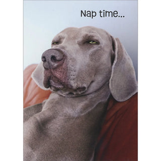 Birthday Greeting Card Squinting Weimaraner