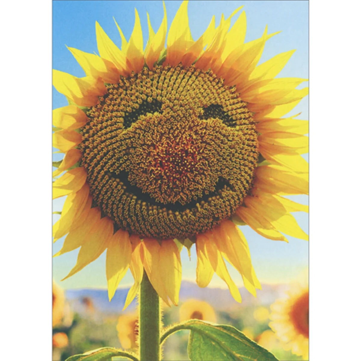 Greeting Card Sunflower Face