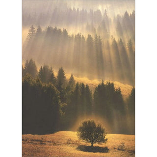 Greeting Card Sunray Forest