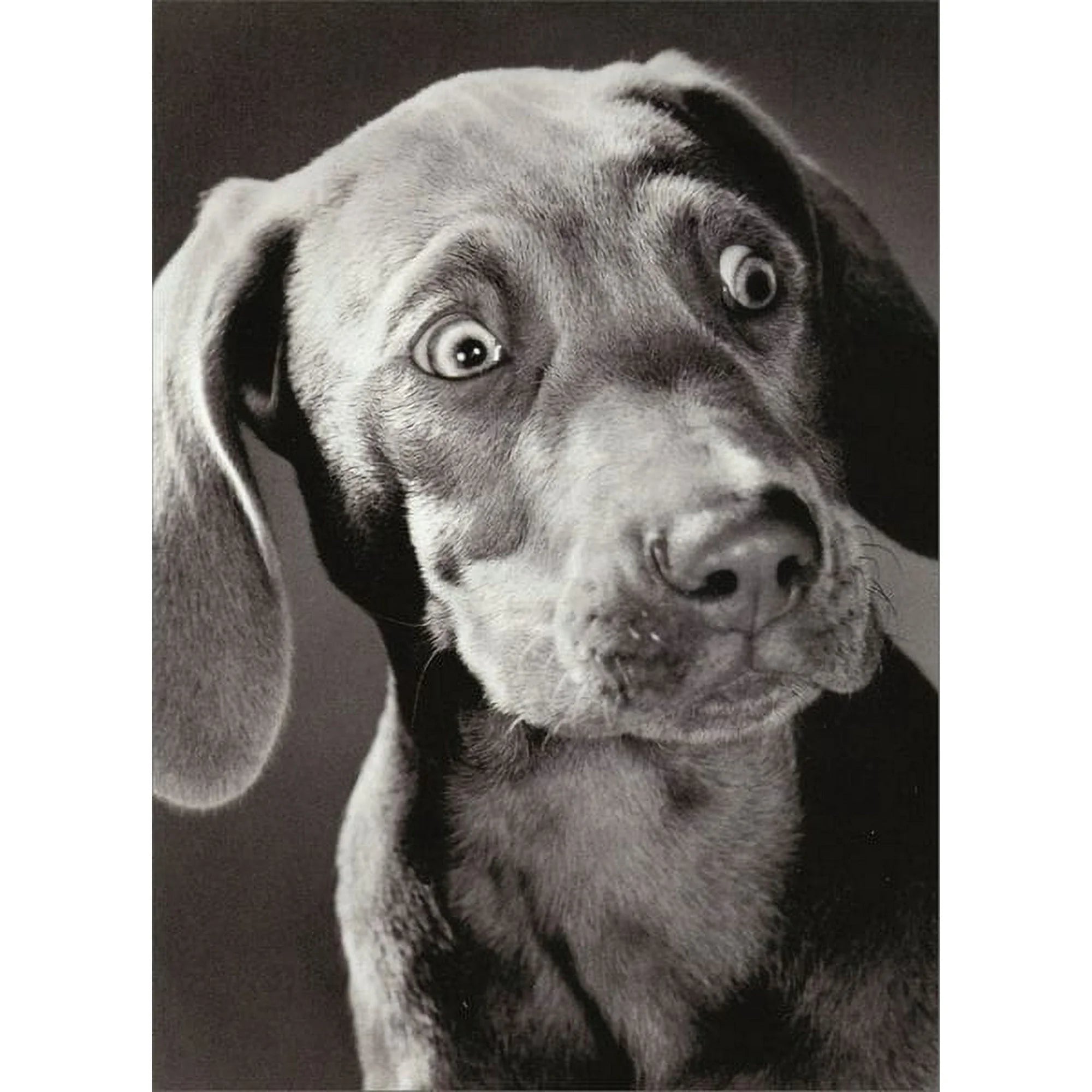 Greeting Card Surprised Weimaraner