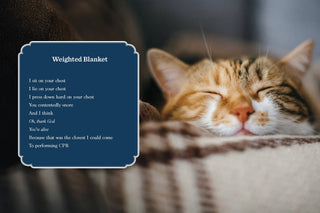 Cancel Your Plans: Cozy Poems by Cats