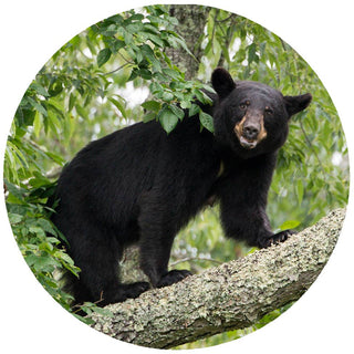 Black Bear Silicone Jar Opener