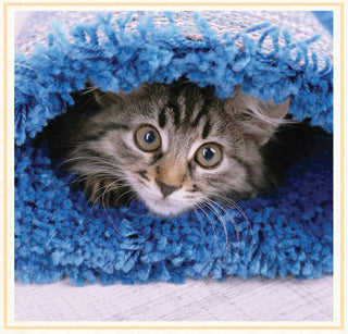 You Need More Sleep: Advice from Cats