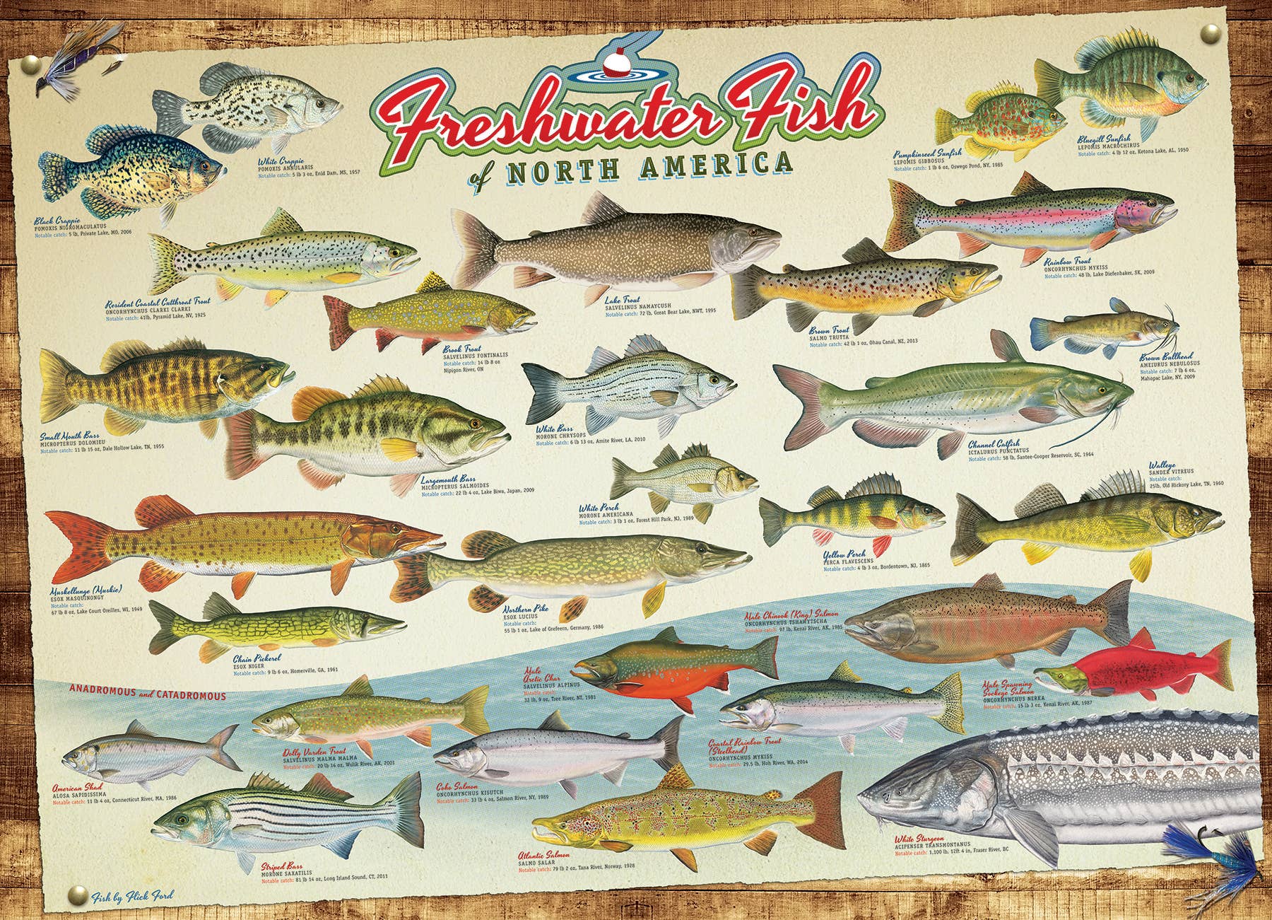 Freshwater Fish of North America 1000pc Puzzle