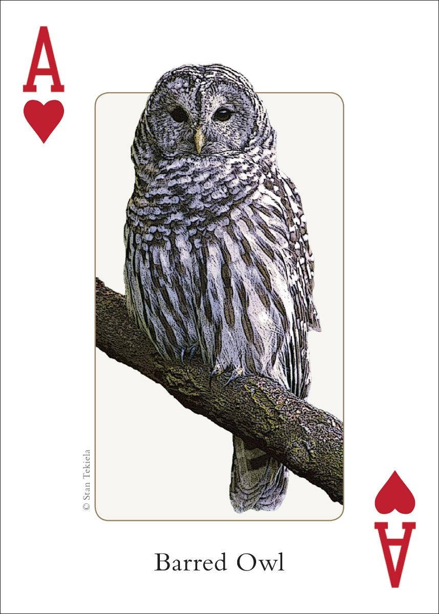Birds of Midwest Playing Cards