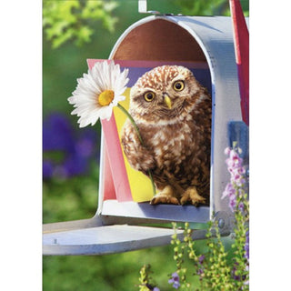 Greeting Card Baby Owl in Mailbox