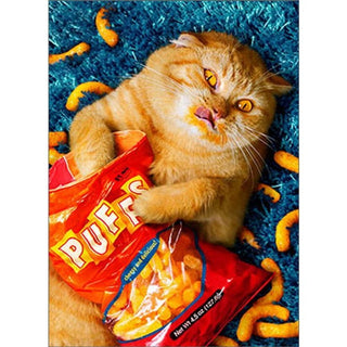 Birthday Greeting Card Cheese Puff Cat Standout