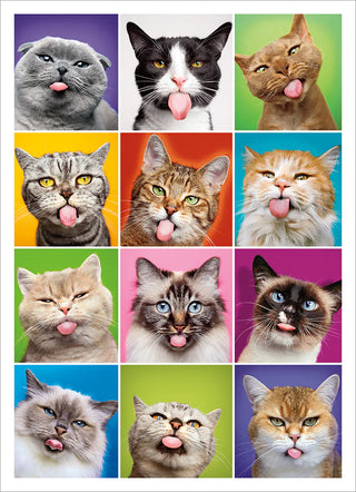 Birthday Greeting Card Cat Square Faces