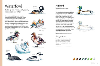 Birds in Watercolour: A Drawing & Painting Guide | Sofia Gazarian
