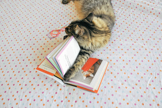 You Need More Sleep: Advice from Cats
