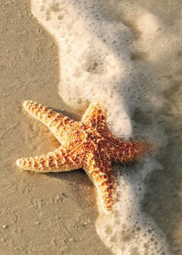 Sympathy Card Starfish on Beach