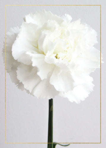 Sympathy Card White Flower