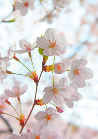 Blank Card Floral - Cherry Blossom
